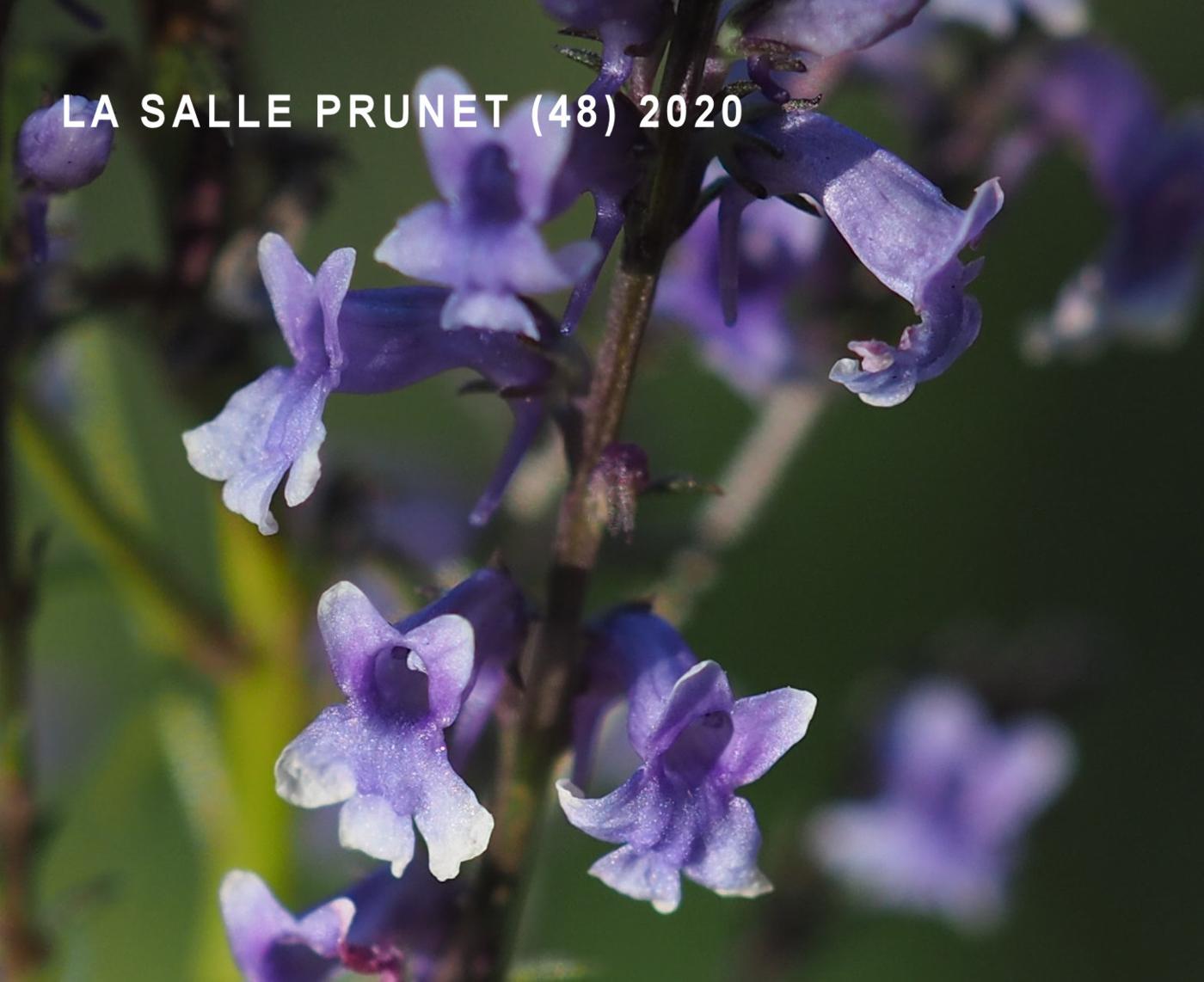 Snapdragon, Blue flower